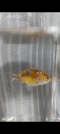 金魚すくいですくってきました この金魚はなんという種類なのでし Yahoo 知恵袋