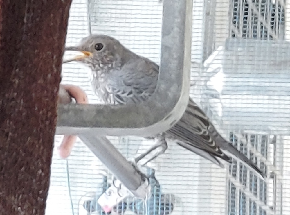 山口県周南市近辺でセキセイインコの雛を探して購入しようと思ってます た Yahoo 知恵袋