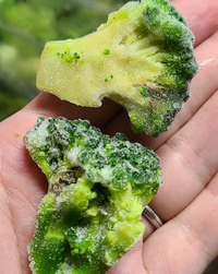 今 晩御飯でブロッコリーを食べようと見た所 何かの幼虫が沢山付いてまし Yahoo 知恵袋