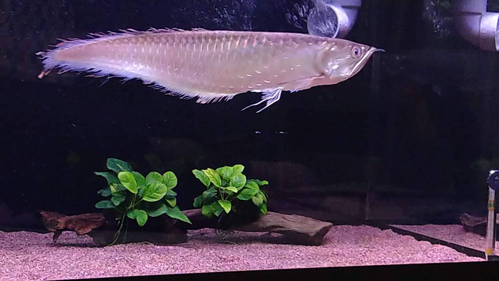 ブラックアロワナについての質問です 熱帯魚飼育歴は長いのですが Yahoo 知恵袋