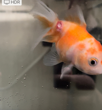 水換え後は2日餌切りはやりすぎですか グッピーなどの小魚はどうし Yahoo 知恵袋