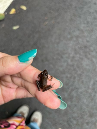 このカエルの名前を知りたいです ヌマガエルと思います 目のつき方な Yahoo 知恵袋