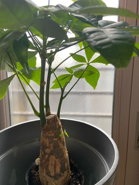 観葉植物初心者です。パキラをホームセンターで購入しました。幹を