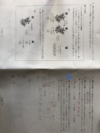 高校3年生の遺伝の問題なのですが至急教えていただいたら嬉しいです Yahoo 知恵袋