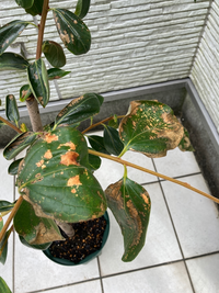 一年生の柿の葉が写真のように次々と枯れていっています これは Yahoo 知恵袋