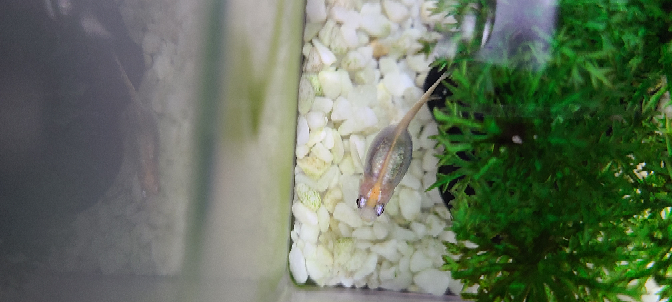 質問失礼します メダカを飼って一年以上経っていますが 最 Yahoo 知恵袋