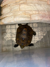 亀を拾いましたが こちらの亀の種類と推定の年齢と性別が分かる方がいました Yahoo 知恵袋