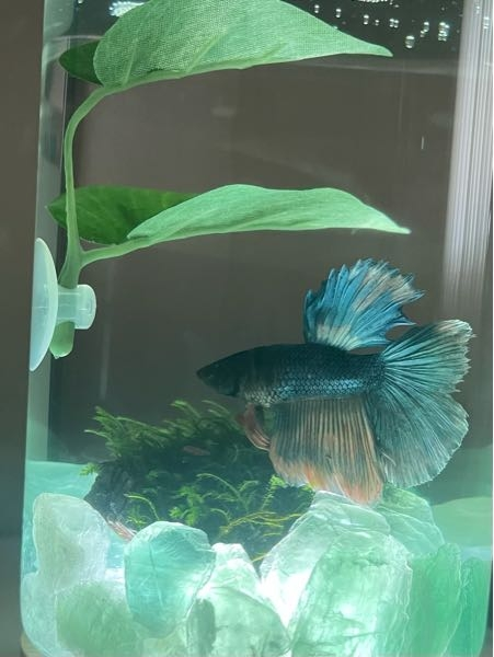 初心者です エーハイム2213にディフューザーを取り付けたのです Yahoo 知恵袋