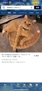 縞模様のない茶色いネコは何と呼ばれますか？よく茶トラ猫という
