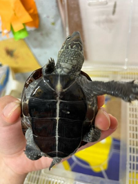 クサガメの体に白い水脹れのようなものができてたのですが これは病気ですか Yahoo 知恵袋