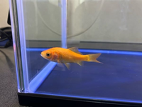 先日お迎えした金魚2匹のうちもう1匹がずっとなんの問題もなかったのですが Yahoo 知恵袋
