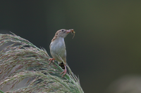 野鳥のセッカがのっかっているのはススキで合ってますか ス Yahoo 知恵袋