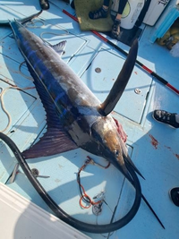 太平洋で釣れました なんというカジキですか よろしくお願いしま Yahoo 知恵袋