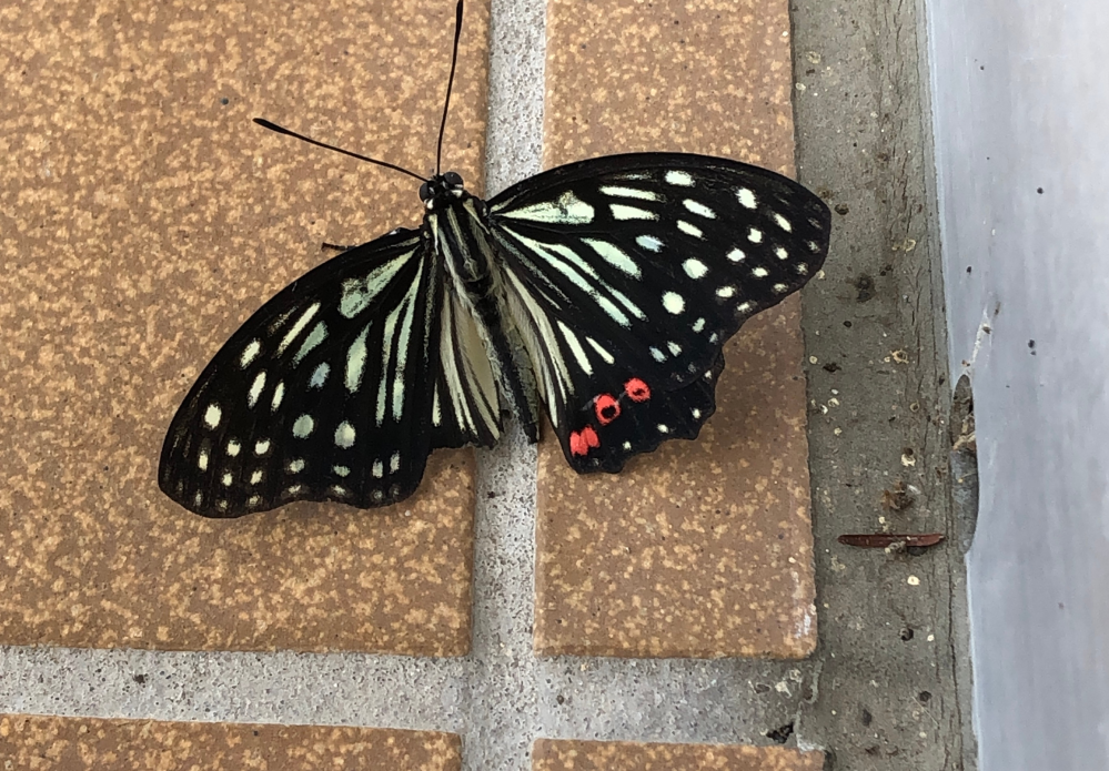 蝶々のモザイク 左右非対称な蝶々を見つけました。もしかしてモザイクのオスメス両