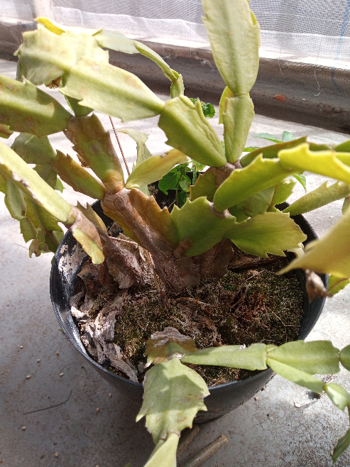 シャコバサボテン これって 水をあげれば元気になりますか それとも 植え Yahoo 知恵袋