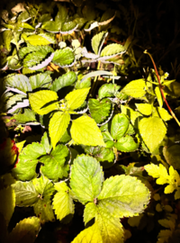 真ん中にペパーミント らしきものが生えてるのですが周りもハーブなのでしょ Yahoo 知恵袋