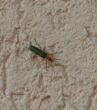 昨日 腕がちょっと痛いなー と思って見たら 黄緑のちっちゃい虫がついてたん Yahoo 知恵袋