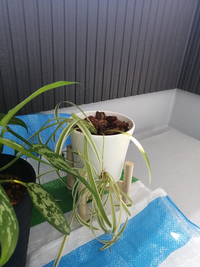 ３年ほどオリヅルランを花瓶で育ててました その間葉は枯れなけ Yahoo 知恵袋