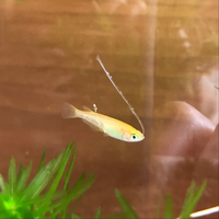 メダカのおしりから白い糸の様なものが出ています これが何かわかる Yahoo 知恵袋