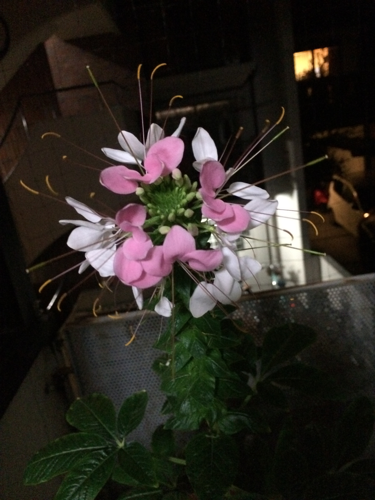 この花の名前を教えてください 貰い物の種をまいてから 4ヶ月後 Yahoo 知恵袋