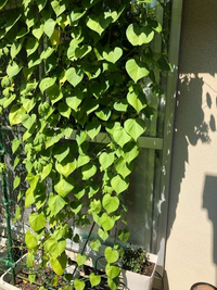 我が家の朝顔ですが六月に植えましたが 葉ばかりふさふさ育ち 花 Yahoo 知恵袋