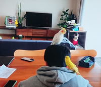 犬とインコって同じ部屋で飼うことは可能ですか インコが飛べるなら Yahoo 知恵袋