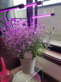 今日ラベンダーを買ってきたのですが これは花後に植え替えたほうが良いです Yahoo 知恵袋