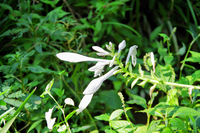 ガザニアについて質問です ガザニアをよく植えていたのですが Yahoo 知恵袋