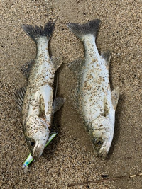 この写真の左はマルスズキで右はヒラスズキですか Yahoo 知恵袋