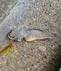 駐車場で謎の魚が死んでいました この魚はなんですか 場所は東京ですが 近 Yahoo 知恵袋