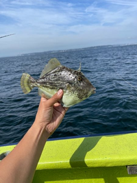 カワハギ船で質問です 東京湾高岡沖で北東の風の場合 釣座の良いと Yahoo 知恵袋
