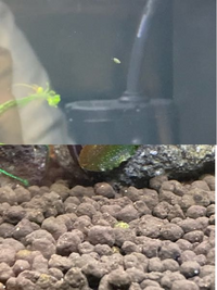 この微生物は何でしょうか 立ち上げ1か月くらいの水槽の中を泳ぎ Yahoo 知恵袋