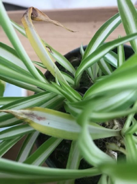 オリヅルランを買ってそのまま水をあげていなかったら 少し枯れて Yahoo 知恵袋