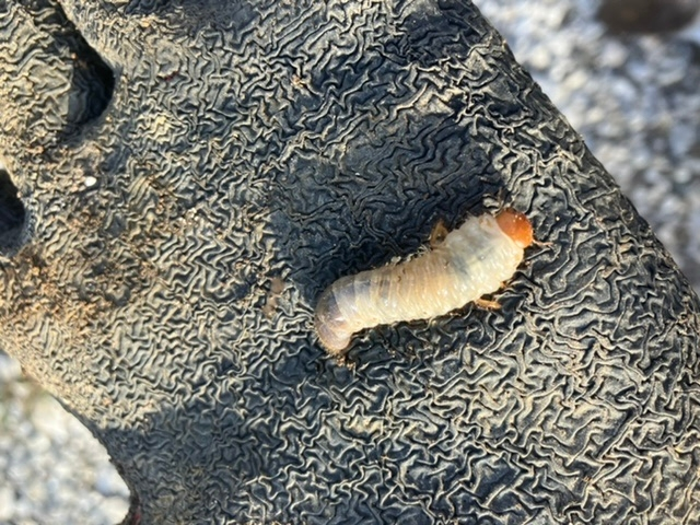 家庭菜園初心者です 夏野菜も終わり畑を耕してたら 写真のような虫がたくさ Yahoo 知恵袋