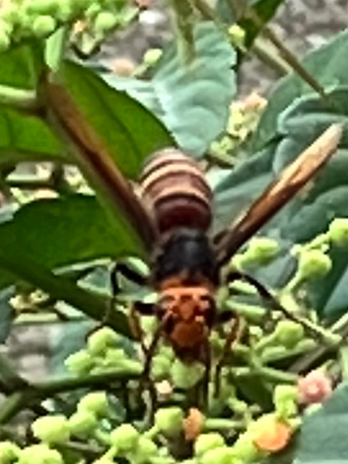 お隣さんに沢山の蜂が居ます これはスズメバチですか 体長は2c Yahoo 知恵袋
