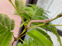 ベランダで育てているエバーフレッシュに幼虫が付いていました 何の幼虫かご Yahoo 知恵袋