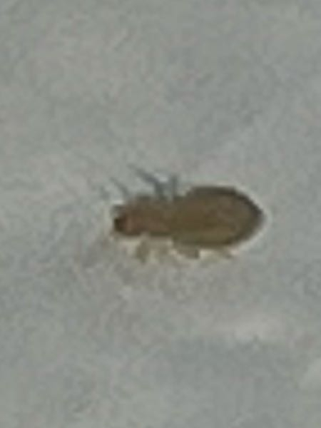 この虫はなんという虫でしょうか めっちゃちっさいです カビの近くに湧いて Yahoo 知恵袋