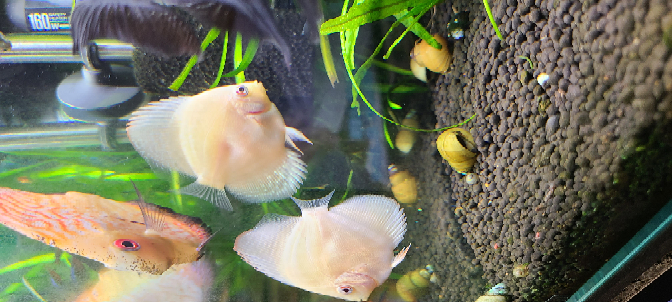 ウーパールーパーは 金魚との混泳ができるのでしょうか 先日 友人の Yahoo 知恵袋