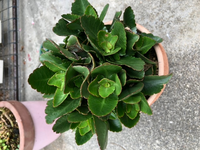 カランコエです 葉が混み過ぎてる気がします どうやって剪定した Yahoo 知恵袋