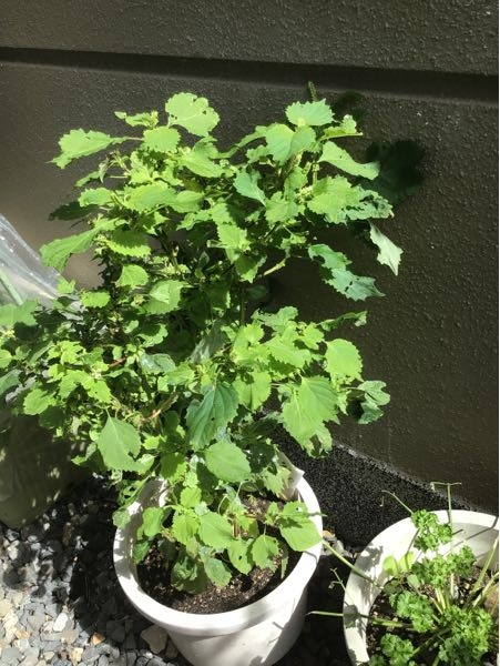 大葉の育て方について 春にプランターで苗から育てていますが 初 Yahoo 知恵袋