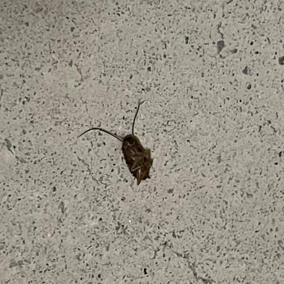 これはゴキブリの赤ちゃんですか おなか側の写真ですみません こわくてひっ Yahoo 知恵袋