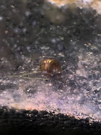 水槽の中にこんな虫がいましたこれはなんでしょうか 虫ではないですね Yahoo 知恵袋