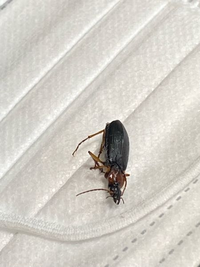 家で見つけてやっつけたのですが これって何の虫でしょうか ゴキブリですか Yahoo 知恵袋