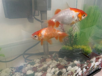 金魚について質問です この子達の種類を教えてください あと 性別も分 Yahoo 知恵袋