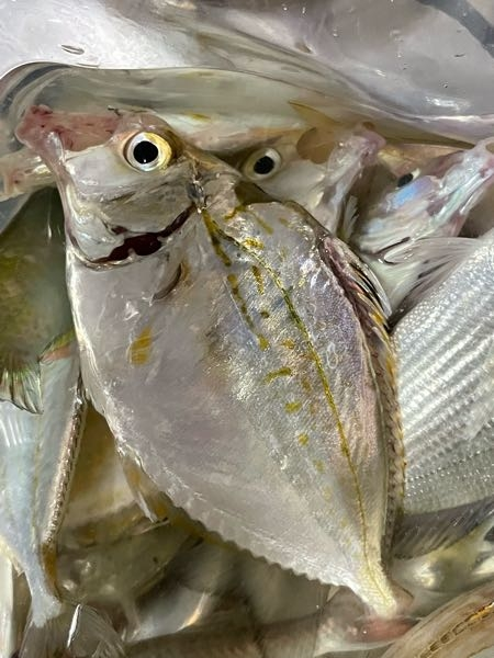 この魚はなんてゆう名前ですか どう食べたら美味しいですか ヒイラギ Yahoo 知恵袋