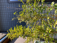 深さ１５ｃｍのところにコンクリート板のある庭に 花壇はつくれます Yahoo 知恵袋