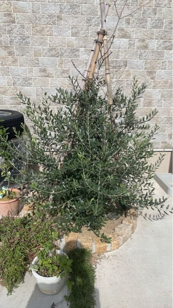 オリーブをシンボルツリーとして庭に植えているのですがなかなか上に伸びず細 Yahoo 知恵袋