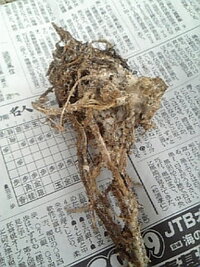 ひまわりの根がないもの 茎の部分 を土に植えても根は張らないん Yahoo 知恵袋