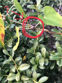 この植物の名前は何というのですか また 茶色の丸い種 みたいな Yahoo 知恵袋