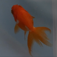 金魚初心者です ツリガネムシ治療の今後について教えていただけれ Yahoo 知恵袋